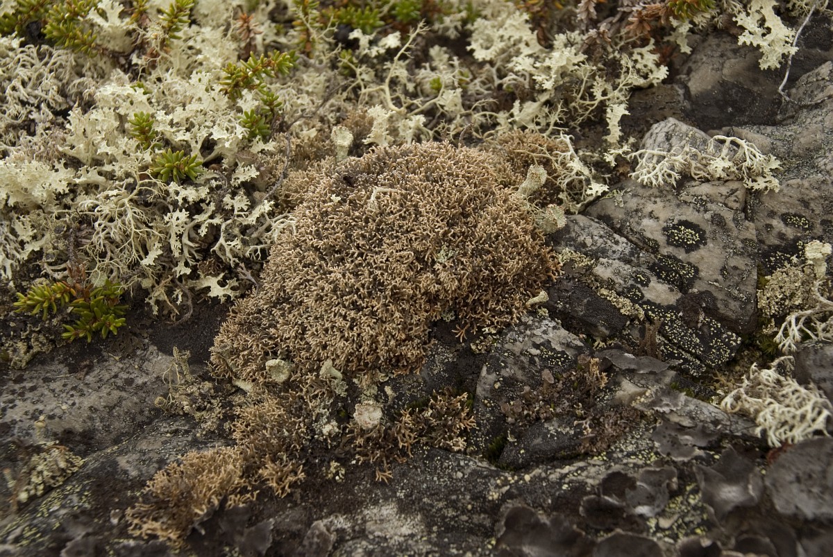 Sphaerophorus globosus